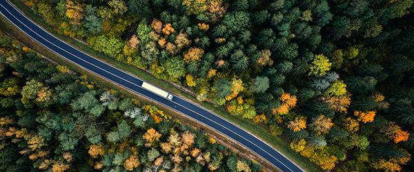 a road with trees and bushes